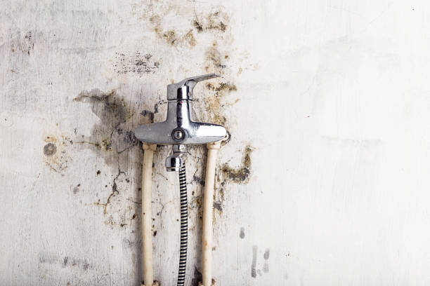 Best Commercial Mold Removal  in Kilgore, TX